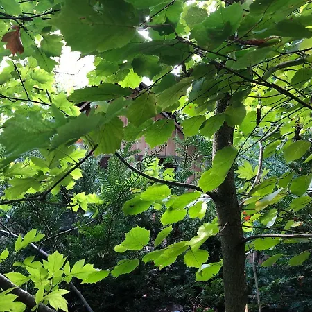 Tiny Gartenhaus Idylle Luksustelt
